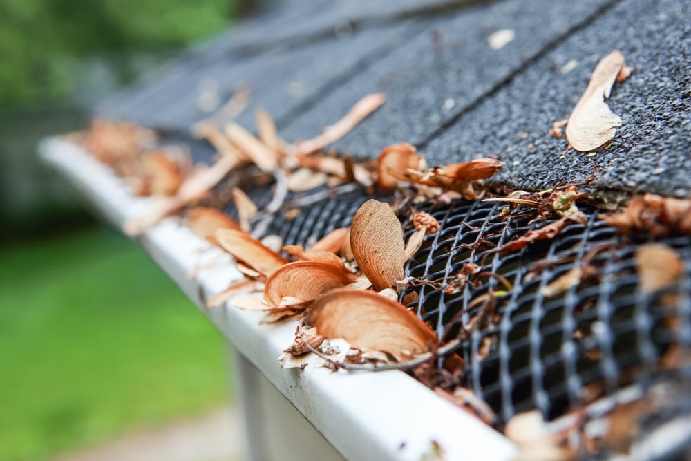 Plastic Guard Over Gutter On A Roof With Seed Pods in Suffolk County, NY